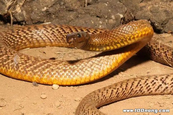 世界上最丑的蛇,公认巴西盲蛇最丑(外貌让人感到恶心) — 百浓网