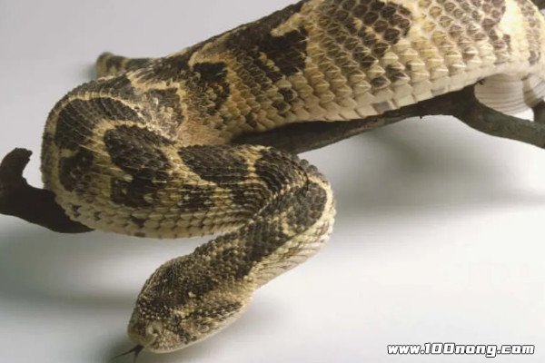 世界上最丑的蛇,公认巴西盲蛇最丑(外貌让人感到恶心) — 百浓网