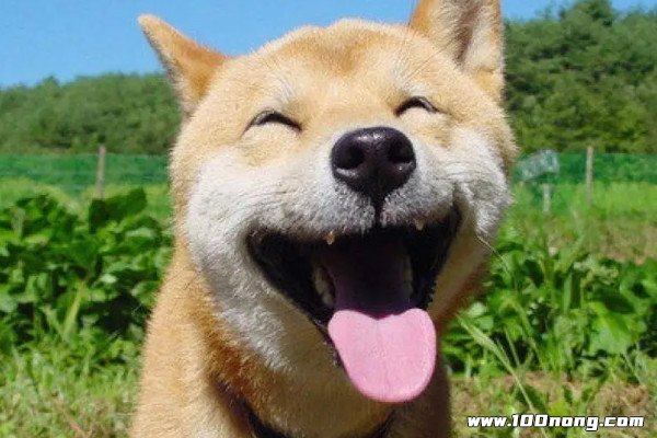 微笑狗被称为是十大手贱不能搜的词条之一,之所以