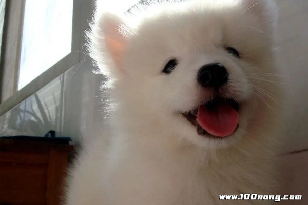 微笑狗并不存在,这类图片在网络上其实有不少,之所