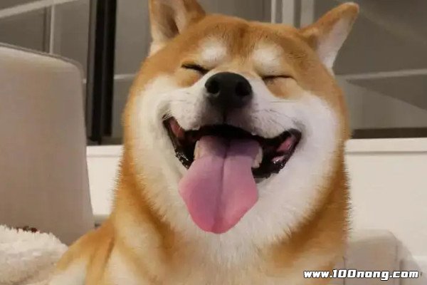 微笑狗为什么不能搜,图片引人生理不适(容易引起恐慌) — 百浓网