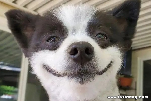 微笑狗原图 表情图片