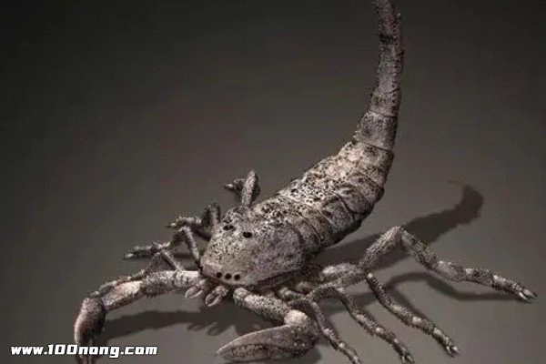 世界上十大禁止恐怖动物照片,远古灭绝的十大可怕动物(体型惊人)