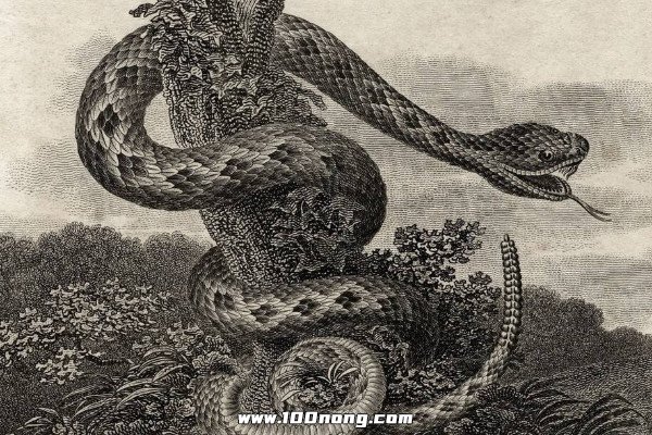 1951蛇王事件是真的吗