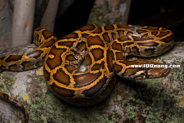 水蚺和蟒蛇的区别