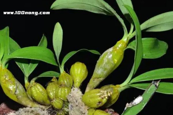 石斛的正确读法