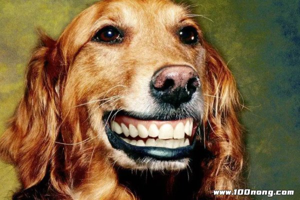 微笑狗和杀手杰夫图片