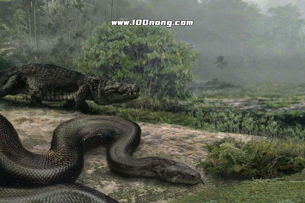 泰坦巨蟒真的存在吗,泰坦巨蟒灭绝了吗(古新世时期生物) — 百浓网