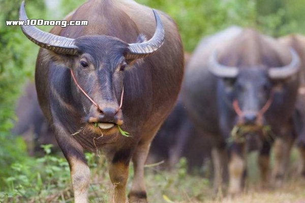 一头牛多少钱,小水牛价格3500元(养大赚8000) — 百浓网